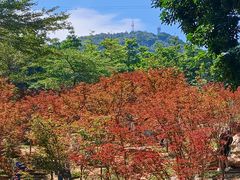 -广州市帽峰山景区