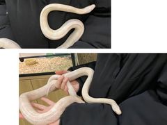 -藦茜花园宠物主题亲子互动体验馆(国顺东路店)