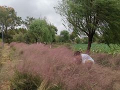 -杭州湾海上花田景区