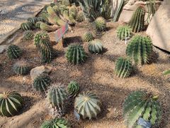 -北京植物园-展览温室
