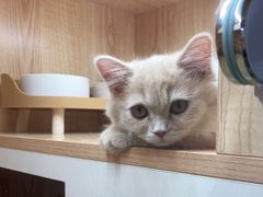-山宅一喵德文卷毛猫舍