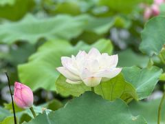 -荷塘月色湿地公园·向阳花洲