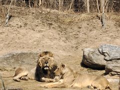 -北京野生动物园