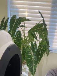 -安那般那皮肤年轻化ANAPANA