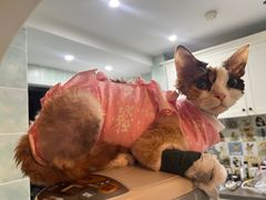 -谐和益家动物医院·免疫绝育·血液透析·宠保定点医院(高新伊藤分院)