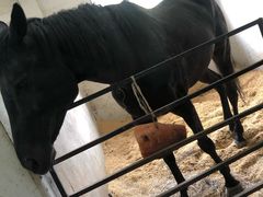 -枫露马术学院(藏书校区)