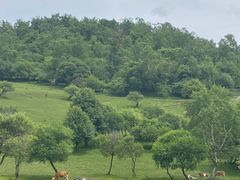 -关山牧场王师烤全羊