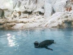 -帝企鹅自助餐厅•儿童岛•真企鹅(长隆企鹅酒店)