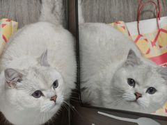 -欣宠猫屋·矮脚拿破仑·蓝金金渐层