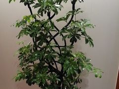 -鸥迪足道(湖南示范店)
