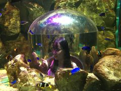 -暹罗海洋世界