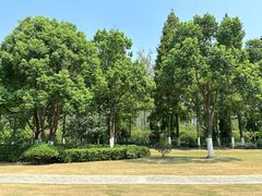 -合肥滨湖国家森林公园