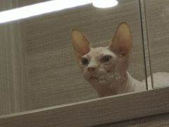 -飞行喵MR PILOT|猫舍·猫咖(静安大融城店)