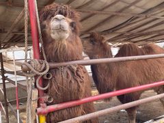 -南宫五洲植物乐园