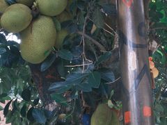 -西双版纳原始森林公园