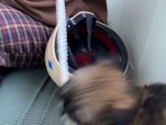 -宠颐生宠物医院·犬猫全科·皮肤科(商业街店)
