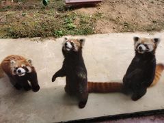 -杭州野生动物世界