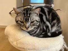 -有喵·猫咖·狗咖·30几只猫10只小狗(岗厦店)