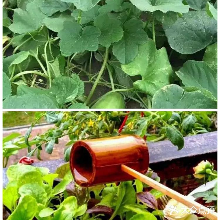 杭州遛娃好去处!化身牧羊人和小菜农吧!