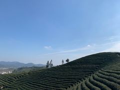 -龙坞茶村