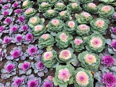 -西湖外事游船(花港观鱼码头)