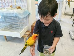 -吉丁鸟咖·异宠·寄养