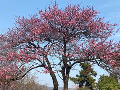 -梅花山(明孝陵内)