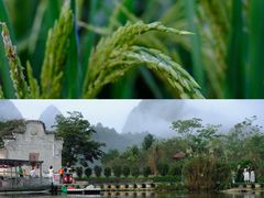 -靖西鹅泉风景区