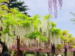 -嘉定紫藤园