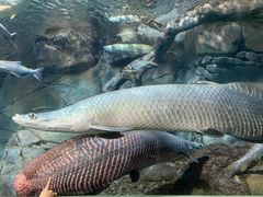 -上海海洋水族馆