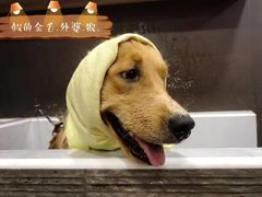 -宠宠熊宠物美容(星湖街店)