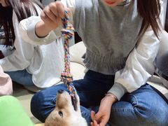 -逗柴咖啡屋·狗咖猫咖宠物桌游