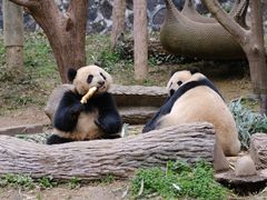 -都江堰中华大熊猫苑