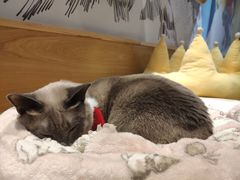 -滚猫咖啡·猫咖·猫友好撸猫(未来城店)