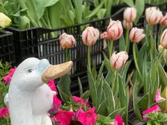-荷兰花海