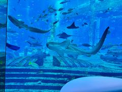 -亚特兰蒂斯•OSSIANO奥西亚诺海底餐厅
