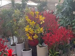 -龙大花卉苗木市场