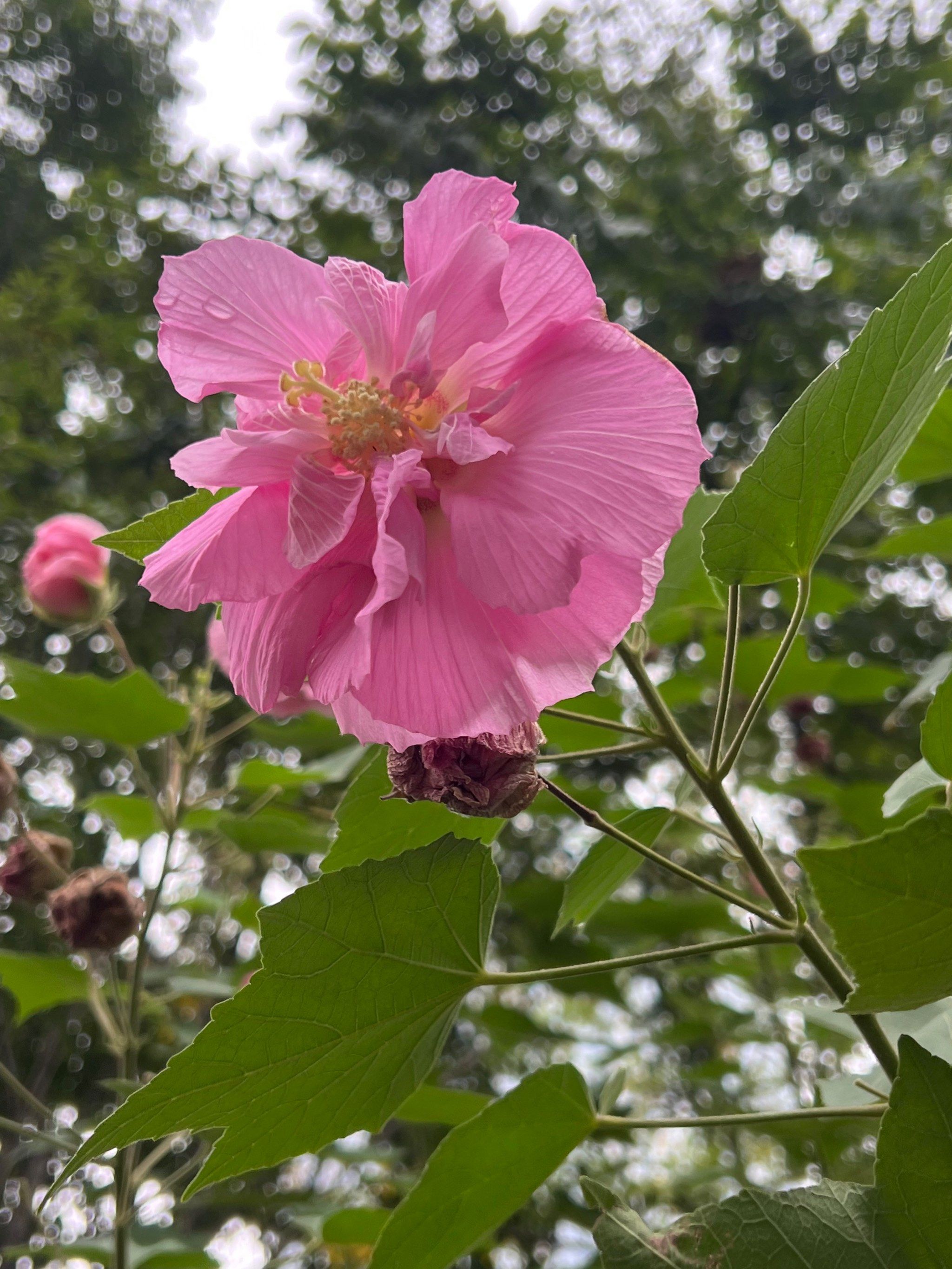 木芙蓉开在秋天