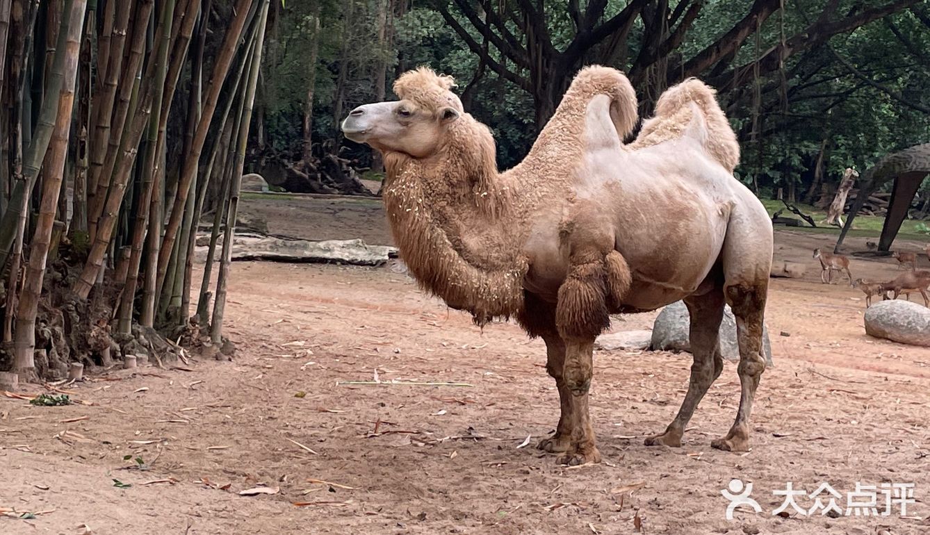 第一站到了长隆野生动物园