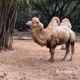 第一站到了长隆野生动物园