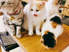 -平行世界·猫咖(首经贸店)