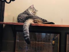 -猫咪博物馆(顶澳仔猫街店)