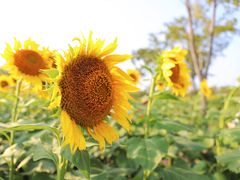 -花开海上生态园