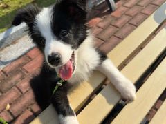 -翊宠yipet猫狗购宠庄园犬舍•猫舍