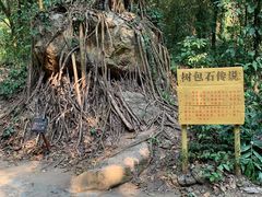 -莫里热带雨林景区