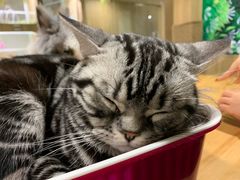 -藦茜花园宠物主题亲子互动体验馆(国顺东路店)
