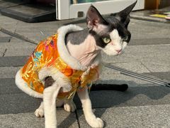-飞行喵MR PILOT|猫舍·猫咖(静安大融城店)