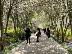 -洛阳市隋唐城遗址植物园