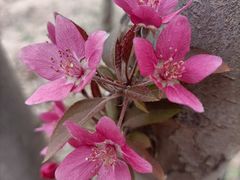 -东方豪客牛排意面披萨(金凤万达店)