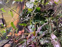 -正佳雨林生态植物园
